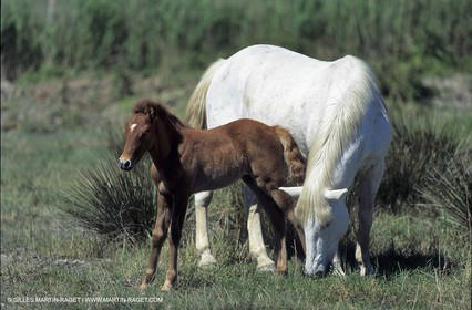 Camargue horses