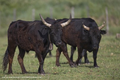 07 05 2008 - Le Cailar (FRA,30) - Tri à la manade du Mas du Pont de Laute