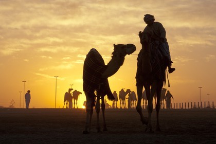 20 11 2010 - Dubai (UAE) - Camel races