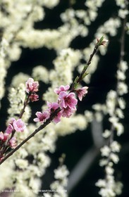 Luberon, Vaucluse (FRA,84) - Arbres fruitiers en fleur