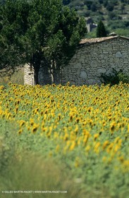 Luberon (FRA,84), Sunflower fields