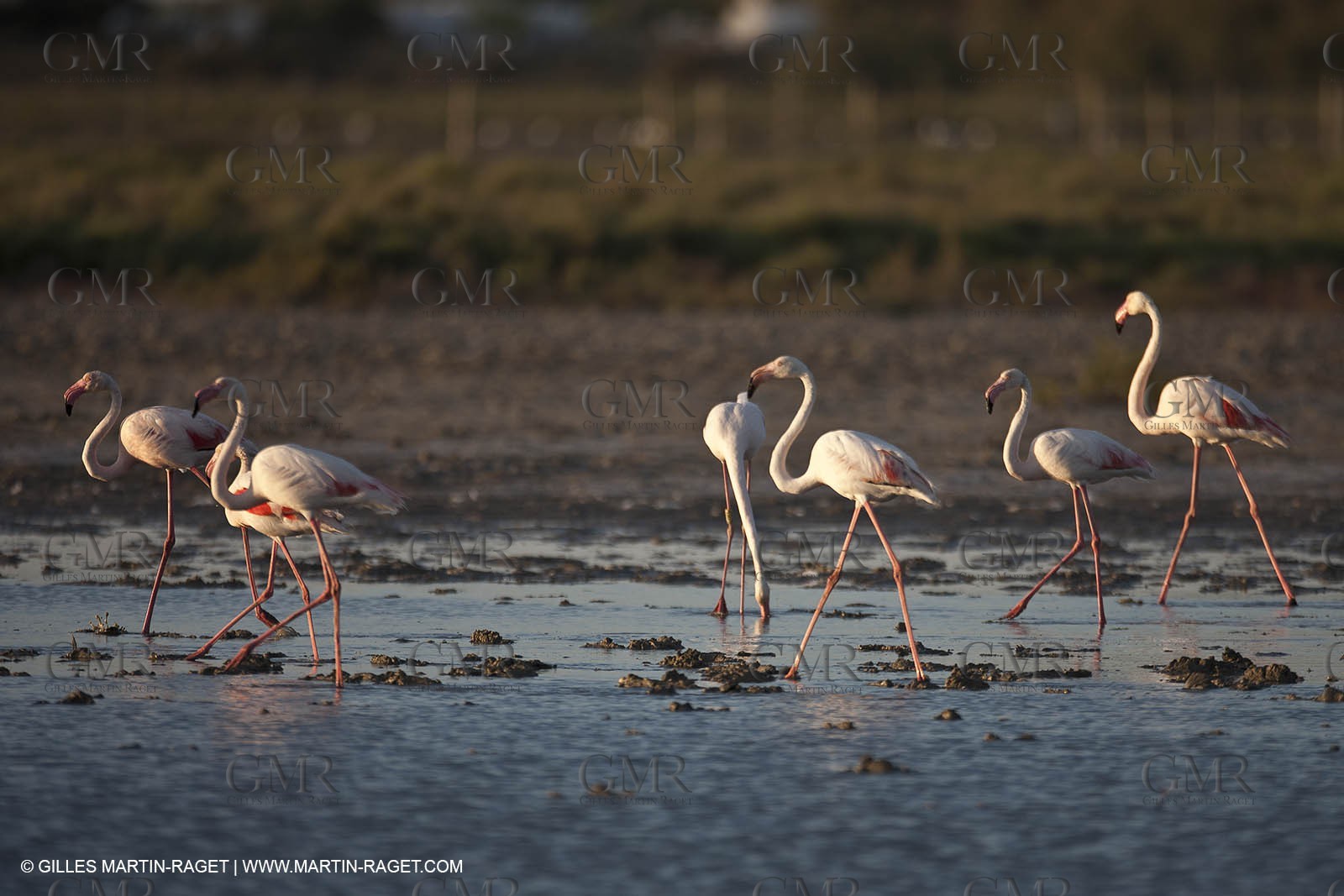 25 05 2011 - Les Saintes Maries de la Mer (FRA,13) - gypsies gathering