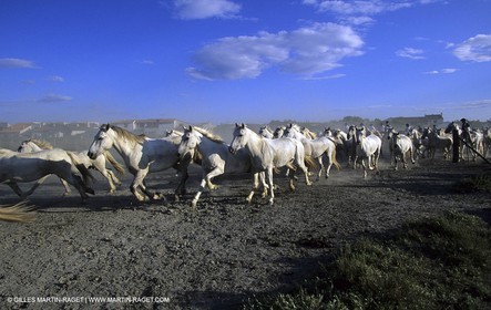 Camargue horses