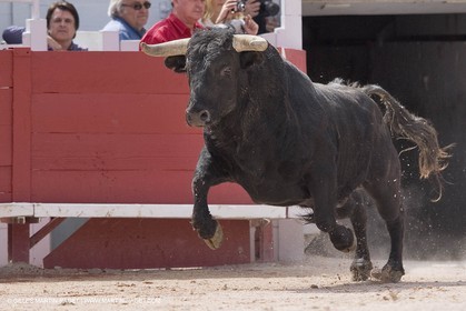 Feria Arles 2006