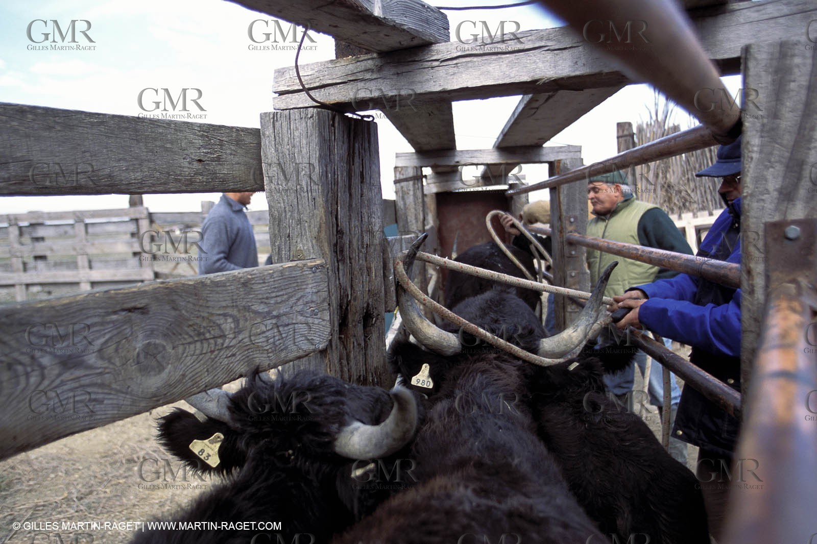Arles - Camargue gardians (cow boys) at work