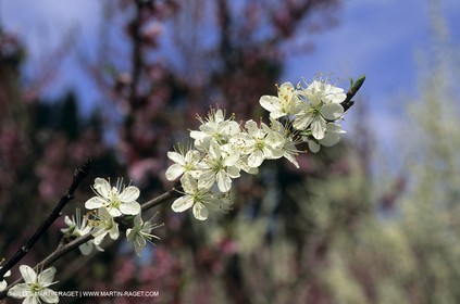 Luberon, Vaucluse (FRA,84) - Arbres fruitiers en fleur