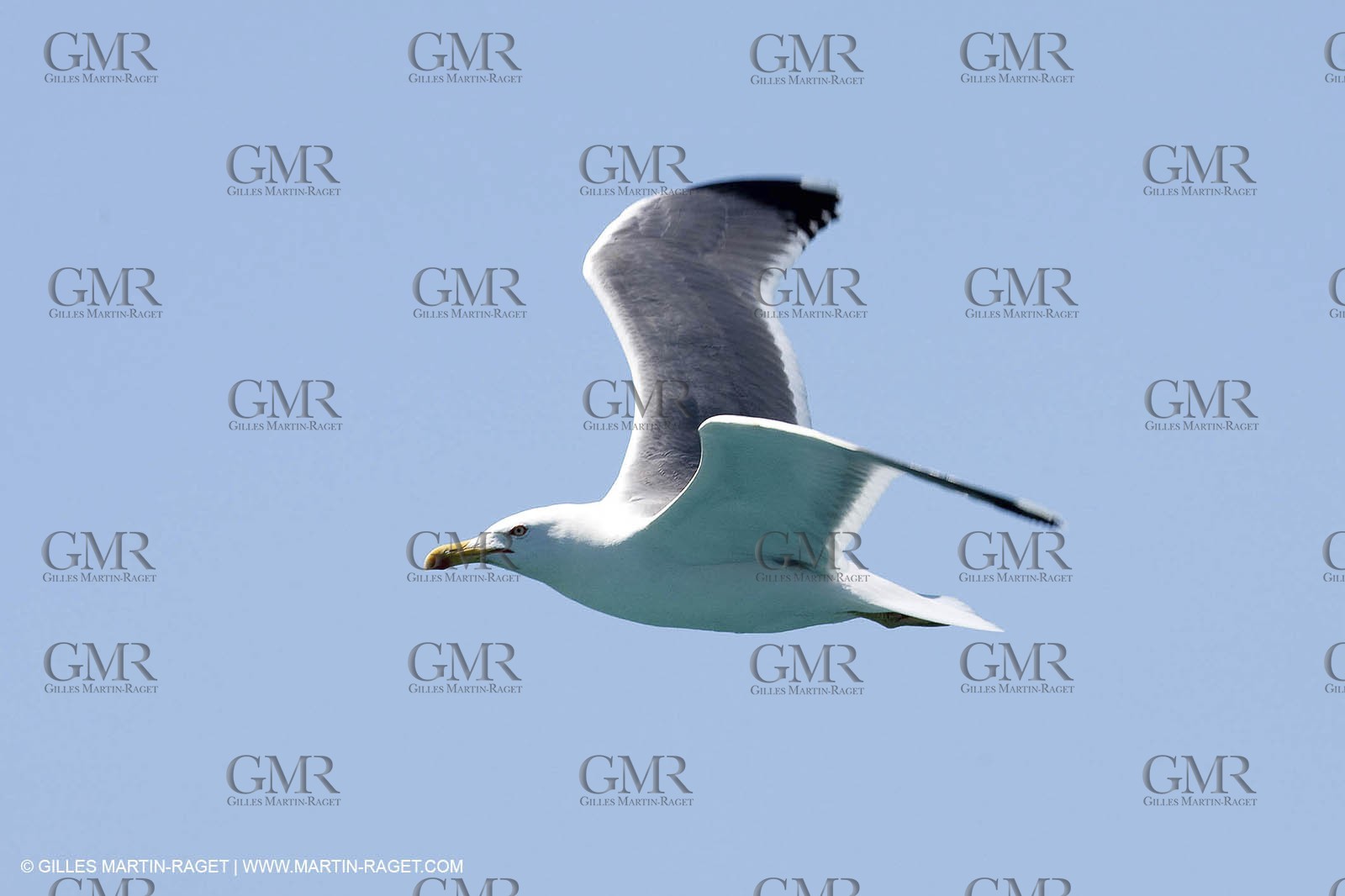 07 05 2009 - Marseille (FRA, 13) - Les Calanques - Riou