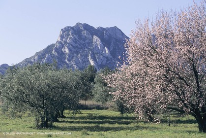 France , Provence, Paysage des Alpilles, Landscapes