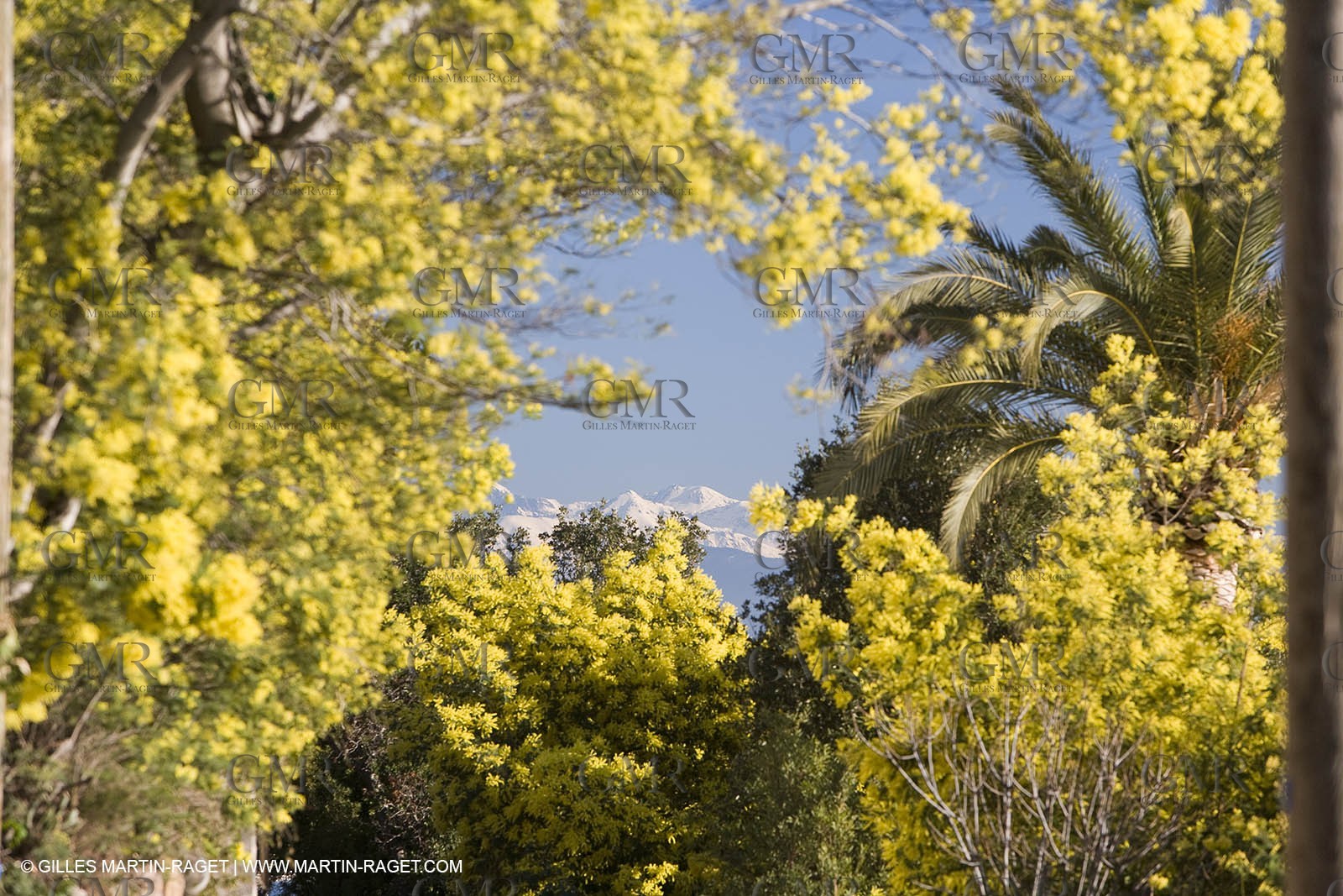 06 02 2008 - Théoule sur mer (FRA, 06) - Mimoses in full flower