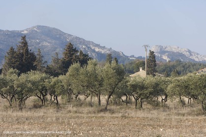 23 02 2008 - Saint Rémy de Provence (FRA, 13) - Paysages des Alpilles