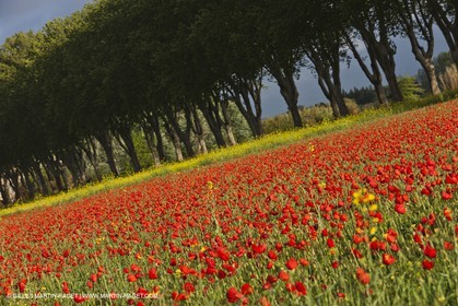 29 04 2012 ( Saint Rémy de Provence (FRA, 13) - Chaîne des Alpilles vers Romanin
