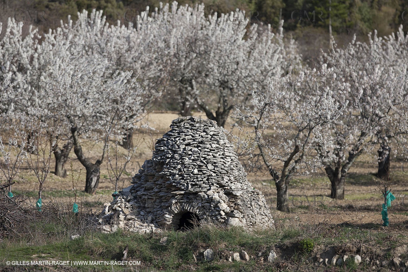 March 30th 2012 - Saint Saturnin les Apt (FRA, 84) - blooming cherry trees