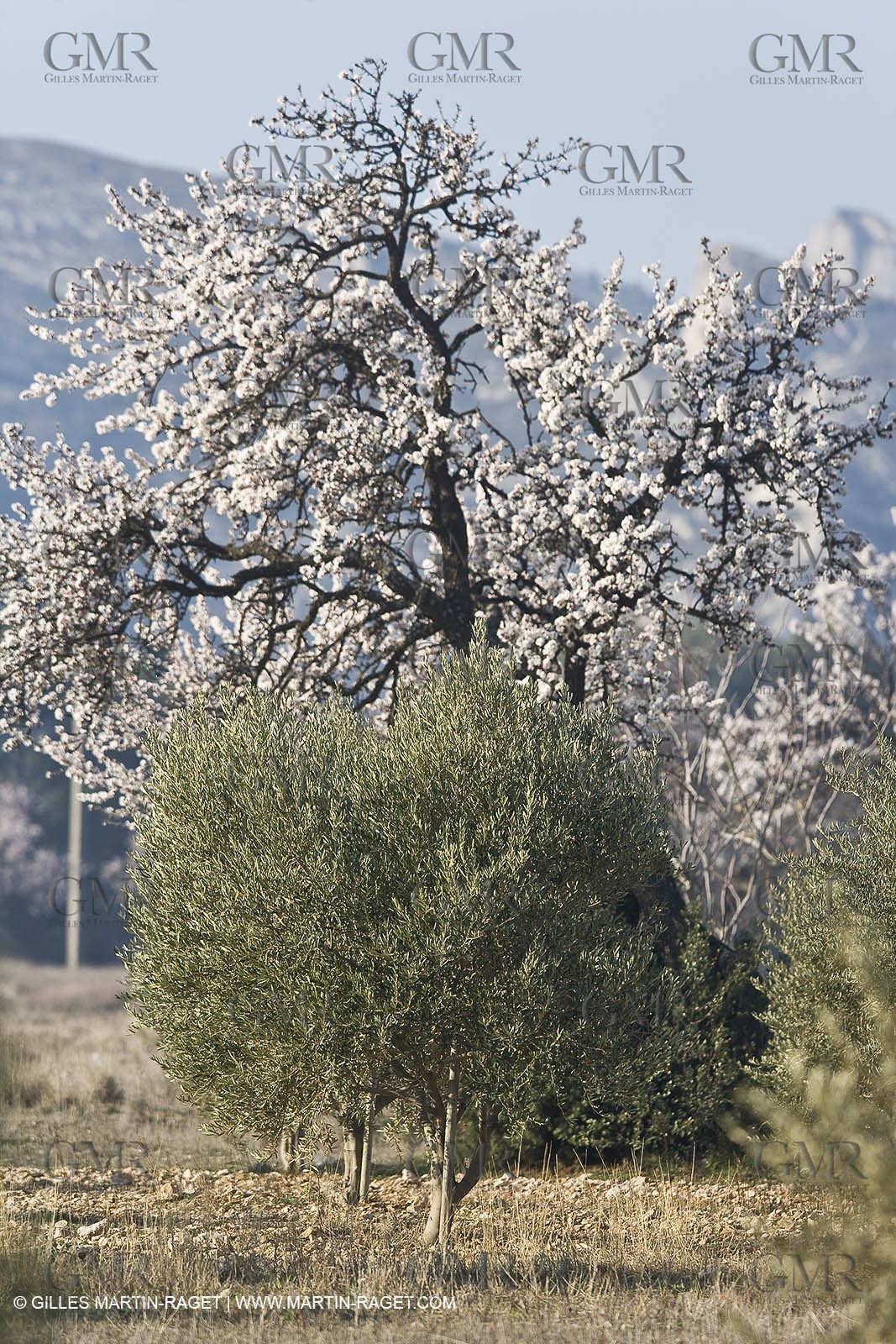16 02 2008 - Saint Rémy de Provence (FRA, 13) - Alpilles hills landscapes