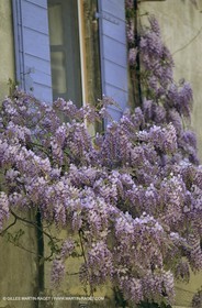 Les Alpilles, Saint Rémy de Provence, (FRA,13) - Glycine dans Saint Rémy de Provence