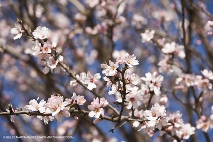 05 02 2008 - Arles (FRA, 13) - Paysages du Pays d'Arles