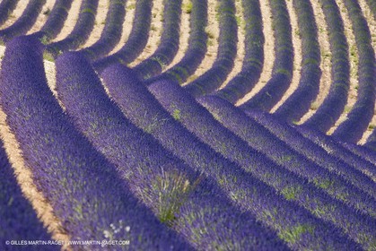27 06 2011 - Puimichel (FRA, 04) - Champs de lavandes