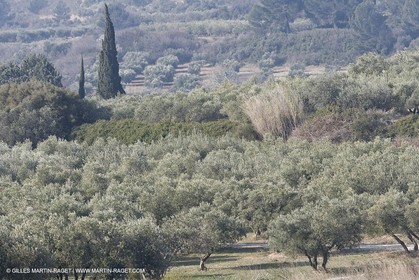 16 02 2008 - Les Baux de Provence (FRA, 13) - Paysages des Alpilles