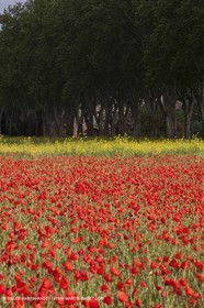 29 04 2012 ( Saint Rémy de Provence (FRA, 13) - Chaîne des Alpilles vers Romanin