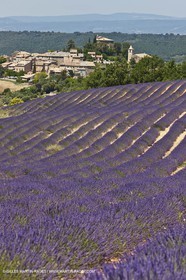 27 06 2011 - Entrevennes (FRA, 04) - Lavander fields