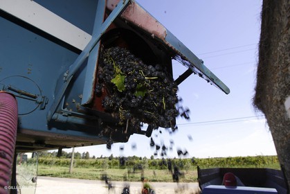 Vendanges -.chateau d'or et de gueule