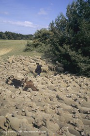 France, Provence, Moutons, bergers, élevage, transhumance