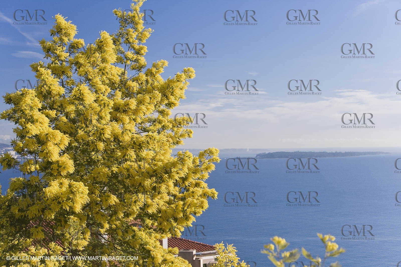 06 02 2008 - Théoule sur mer (FRA, 06) - Mimoses in full flower