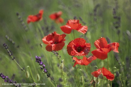 France, Provence, Champs de Coquelicots   Poppies fields