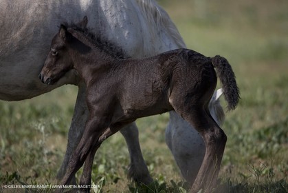 01 07 2008 - Saintes Maries de la Mer (FRA-13) - Camrgue horses