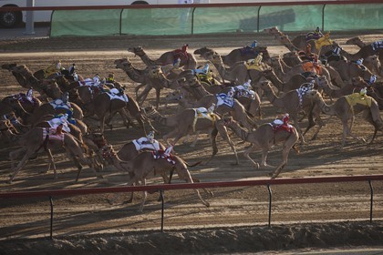 20 11 2010 - Dubai (UAE) - Camel races
