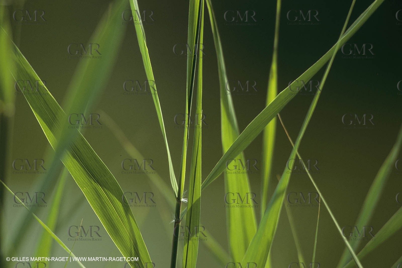 France, Provence, Camargue