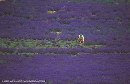 Lavander fields