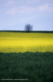 Alpilles (FRA,13), Rape fields