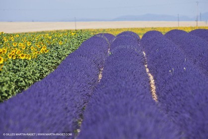 27 06 2011 - Valensole (FRA, 04) - Champs de lavande
