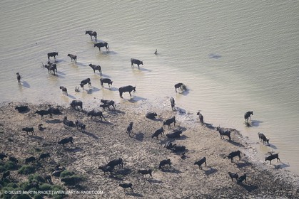France, Provence, Camarggue, Taureaux de Camargue, bulls