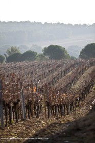 Saint Drézéry (FRA, 34), Domaine de Puech Haut