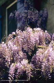 Les Alpilles, Saint Rémy de Provence, (FRA,13) - Glycine dans Saint Rémy de Provence