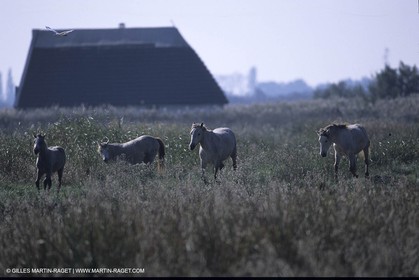 Chevaux de Camargue