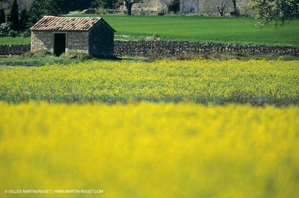 Alpilles (FRA,13), Champs de colza