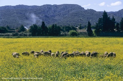 Alpilles (FRA,13), Rape fields