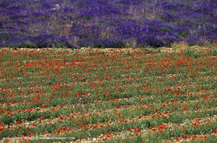 Champs de lavandes, Champs de coquelicots