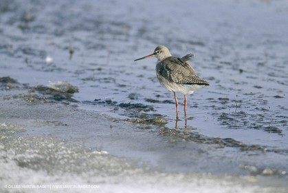France, Provence, Neige en hiver   Snow in Provence