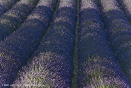 13 08 2007 - Valensole (04) - Lavandes en fleur sur le plateau de Valensole