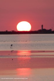 19 04 2011 - Arles (FRA,13) - Pink flamingos in La Gacholle Lighthouse vicinity