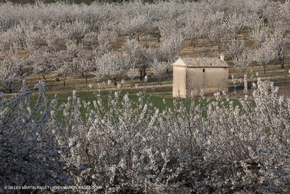 March 30th 2012 - Saint Saturnin les Apt (FRA, 84) - blooming cherry trees
