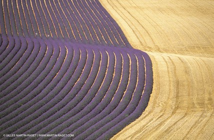 Juin 2005, Valensole (FRA,04) - Champs de lavandes