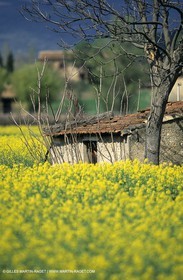 Alpilles (FRA,13), Champs de colza