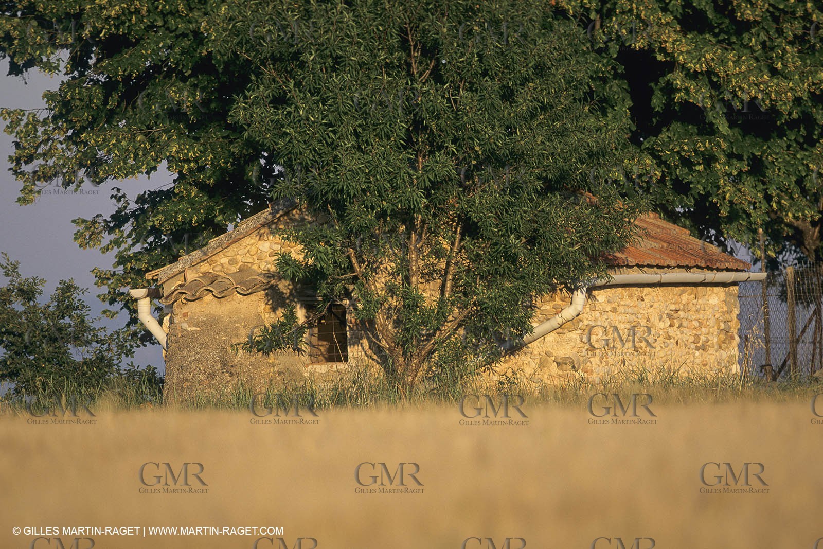 Corn and Wheat fields on Valensole Plateau in higher Provence (France)