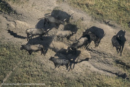 France, Provence, Camarggue, Taureaux de Camargue, bulls