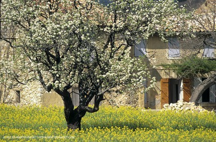 Alpilles (FRA,13), Champs de colza