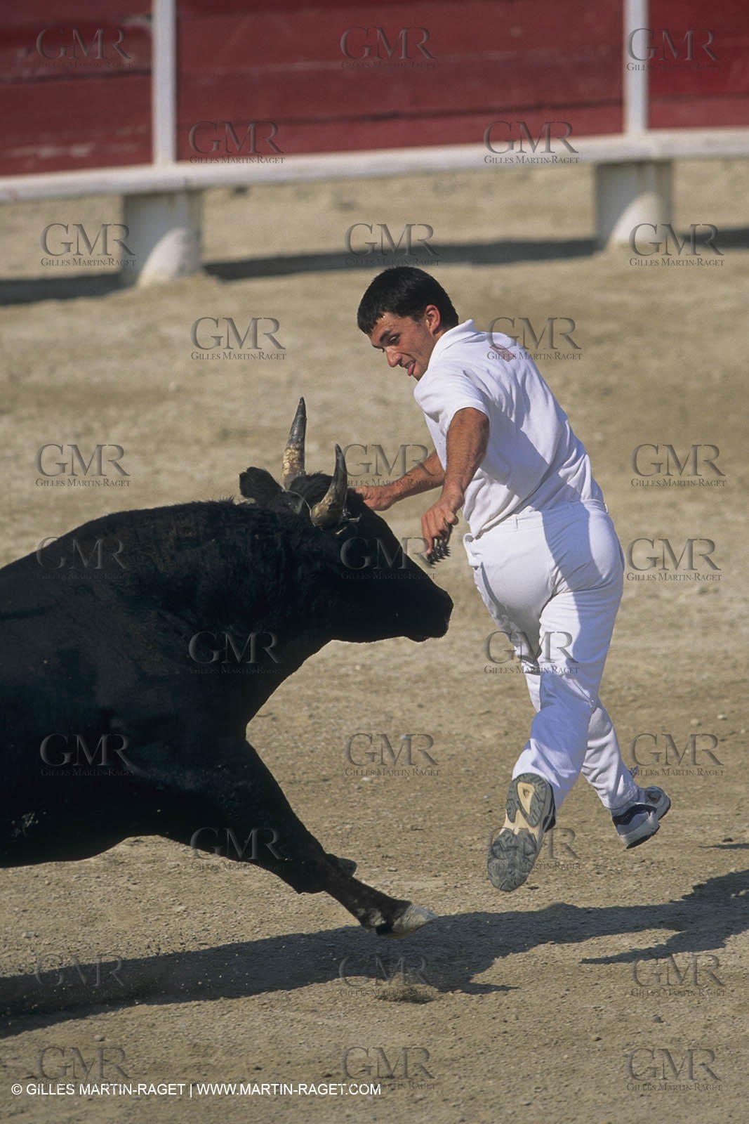 France, Provence, Camargue, course libre, bull games